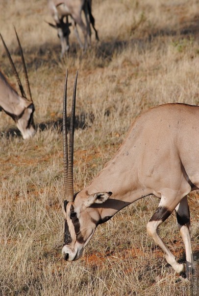 Кения, Самбуру