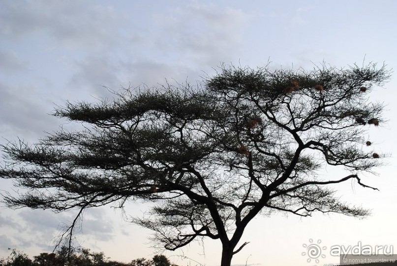 Кения, Самбуру