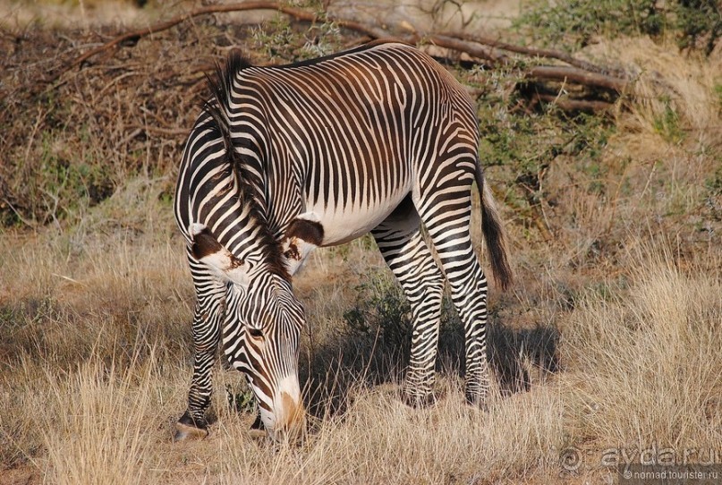 Кения, Самбуру