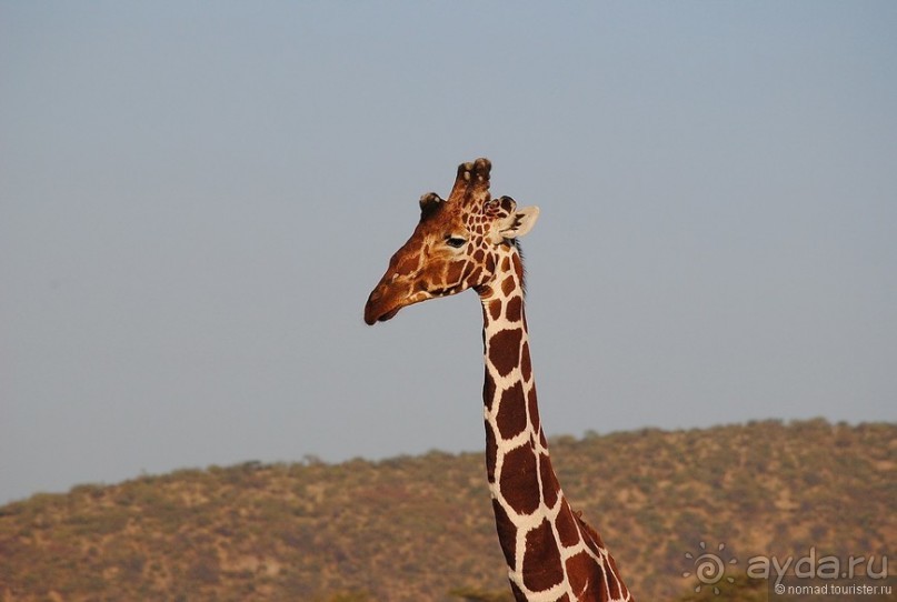 Кения, Самбуру