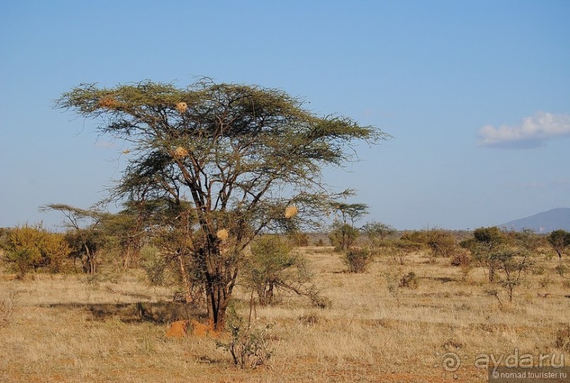 Кения, Самбуру