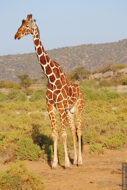 Кения, Самбуру