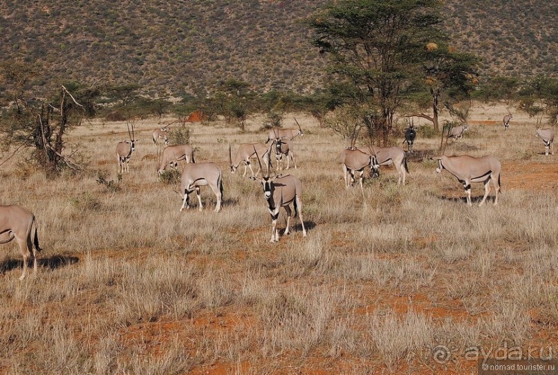 Кения, Самбуру