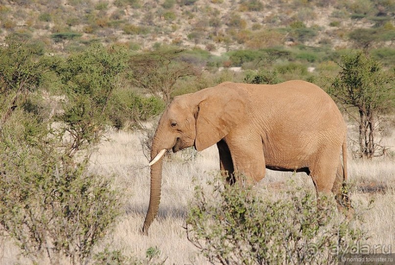 Кения, Самбуру