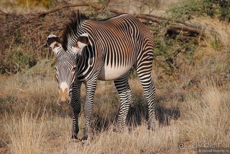 Кения, Самбуру