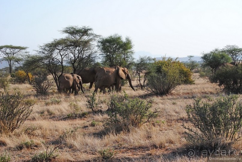 Кения, Самбуру