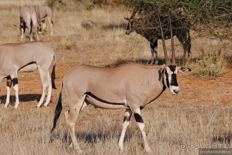 Кения, Самбуру