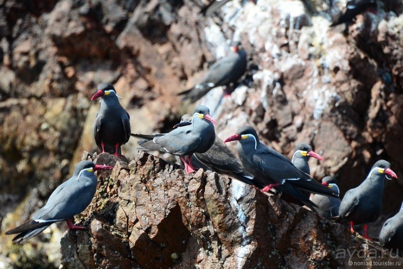 Американские горки (декабрь 2012-январь 2013). Часть 5
