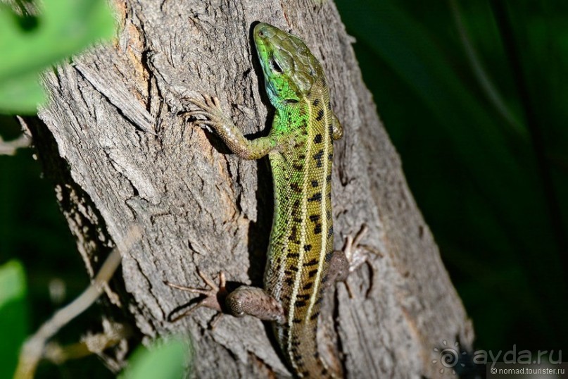 Страна хачкаров и алых маков. Часть 1