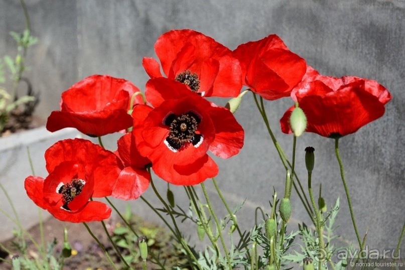 Страна хачкаров и алых маков. Часть 1