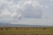 Танзания, Нгоронгоро