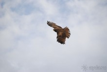 Танзания, Нгоронгоро