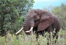 Танзания, Нгоронгоро