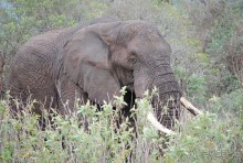 Танзания, Нгоронгоро