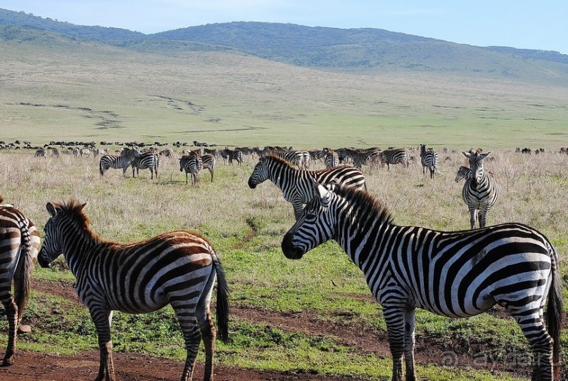Танзания, Нгоронгоро