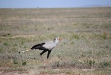 Танзания, Нгоронгоро