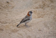 Танзания, Нгоронгоро