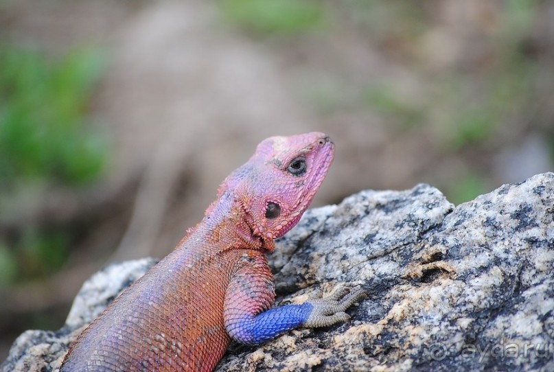 Танзания, Нгоронгоро