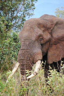 Танзания, Нгоронгоро