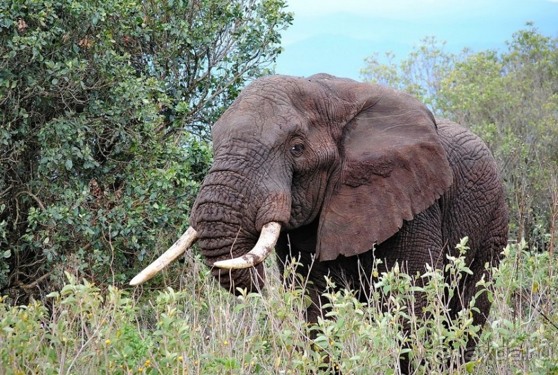 Танзания, Нгоронгоро