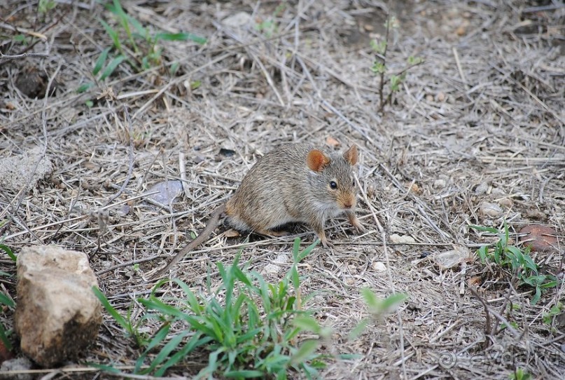 фото Нгоронгоро