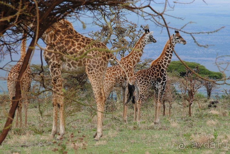 Танзания, Нгоронгоро