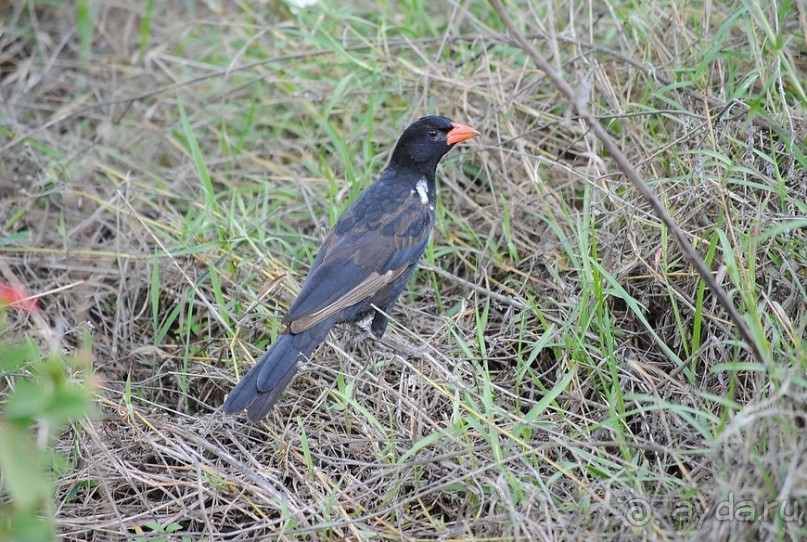 фото Нгоронгоро