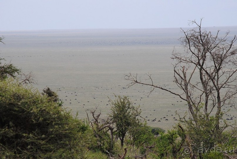 фото Нгоронгоро