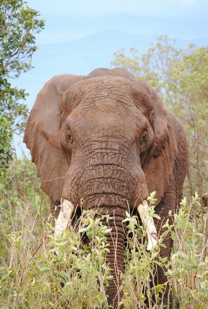 Танзания, Нгоронгоро