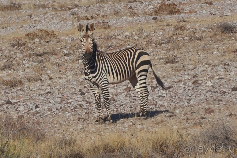 Африканский калейдоскоп. Часть 6