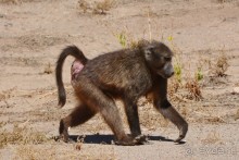 Африканский калейдоскоп. Часть 6