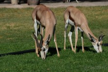 Африканский калейдоскоп. Часть 6