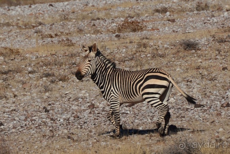 Африканский калейдоскоп. Часть 6