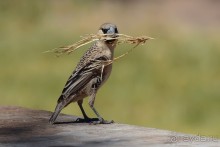 Африканский калейдоскоп. Часть 6