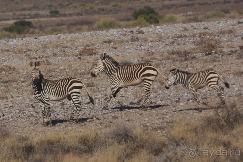 Африканский калейдоскоп. Часть 6 Африканский калейдоскоп. Часть 6