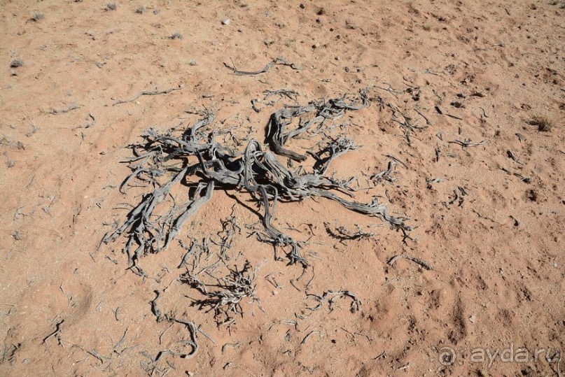 Альбом отзыва "Африканский калейдоскоп. Часть 6"