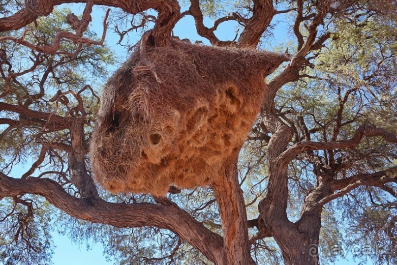 Африканский калейдоскоп. Часть 6 Африканский калейдоскоп. Часть 6