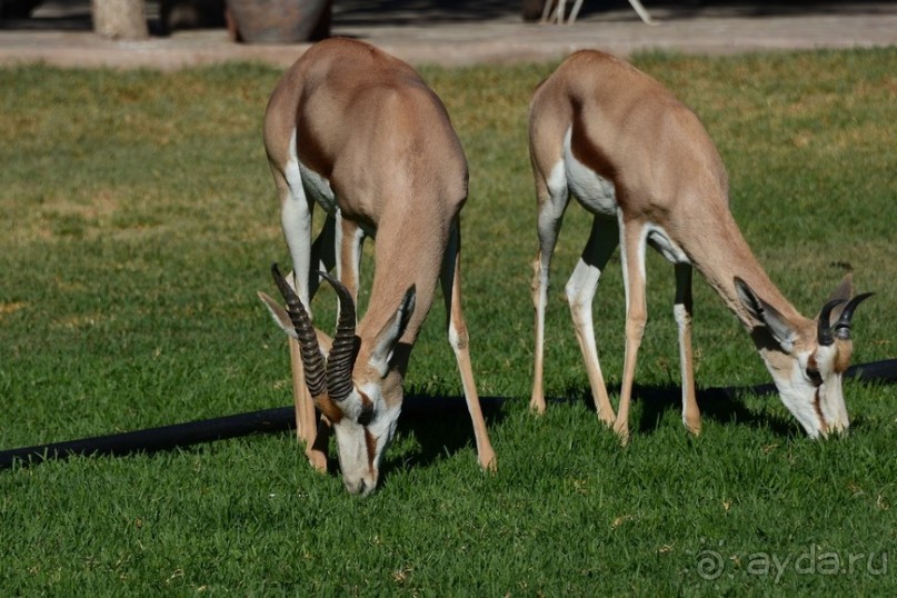 Африканский калейдоскоп. Часть 6 Африканский калейдоскоп. Часть 6