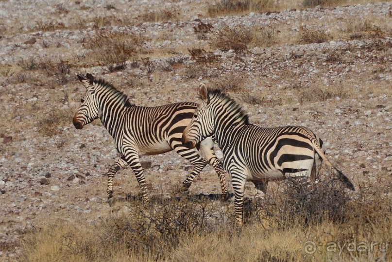 Африканский калейдоскоп. Часть 6