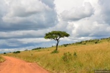 Акуна матата — дубль два. Кения в сезон дождей. Часть 1
