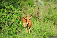 Акуна матата — дубль два. Кения в сезон дождей. Часть 1