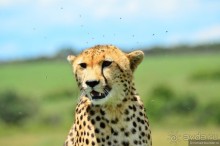 Акуна матата — дубль два. Кения в сезон дождей. Часть 1