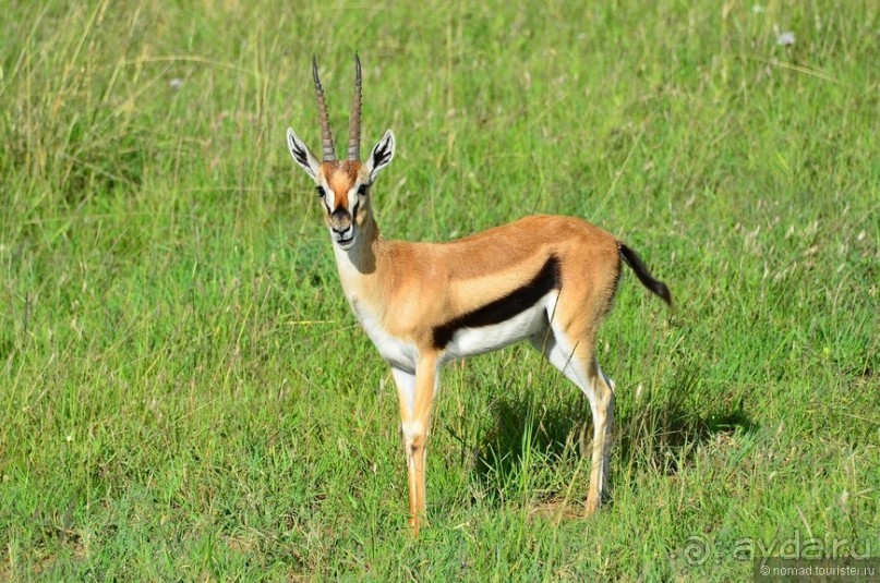 Акуна матата — дубль два. Кения в сезон дождей. Часть 1