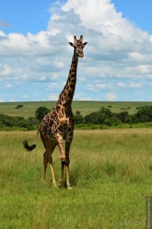 Акуна матата — дубль два. Кения в сезон дождей. Часть 1