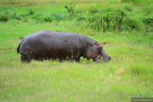 Акуна матата — дубль два. Кения в сезон дождей. Часть 1