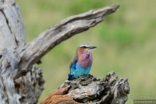 Акуна матата — дубль два. Кения в сезон дождей. Часть 1