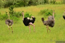 Акуна матата — дубль два. Кения в сезон дождей. Часть 1