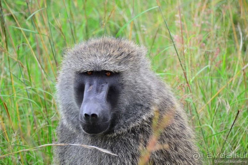 Акуна матата — дубль два. Кения в сезон дождей. Часть 1