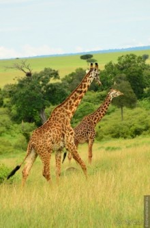 Акуна матата — дубль два. Кения в сезон дождей. Часть 1