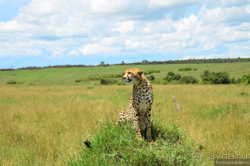 Акуна матата — дубль два. Кения в сезон дождей. Часть 1